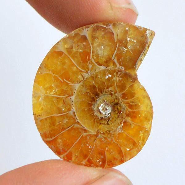 gemsmore:Natural Untreated Ammonite Genuine Gemstone